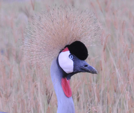 Grey Crowned Crane in the Ngorongoro Crater-r
